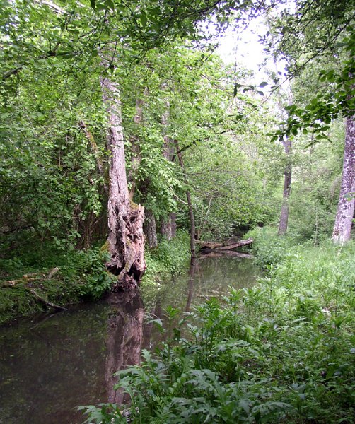 2009 Marais de la Voise 08